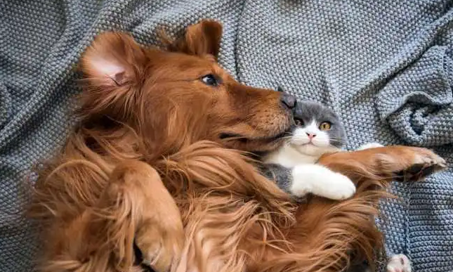 养猫解压还是养狗解压