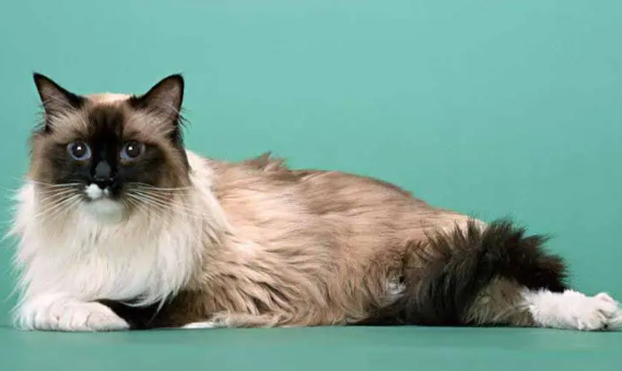 带你了解一下,伯曼猫尿结石怎么办? 带你了解一下,伯曼猫尿结石怎么办?
