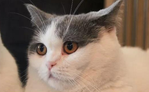 猫咪为什么撕扯蒸汽眼罩 猫咪为什么撕扯蒸汽眼罩