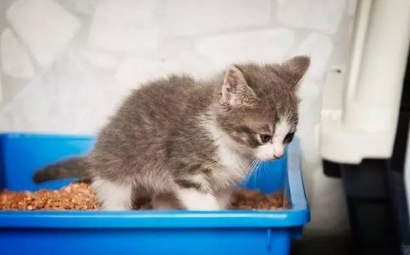猫咪为什么会发出屎臭味的原因