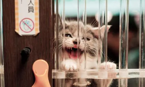 猫咪关笼子总叫为什么呢