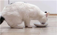 猫咪需要喂养吗为什么呢