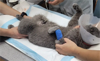猫咪为什么要做导尿呢