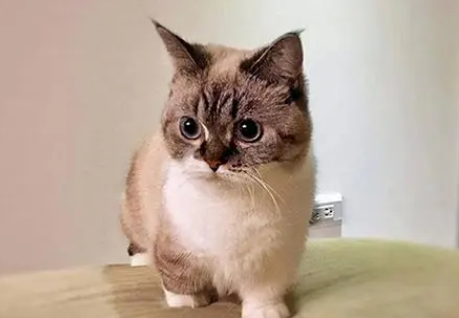 曼基康猫怎么洗澡?怎么帮它洗? 曼基康猫怎么洗澡?怎么帮它洗?