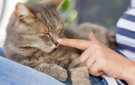 把猫打服,不亲人就饿 把猫打服,不亲人就饿