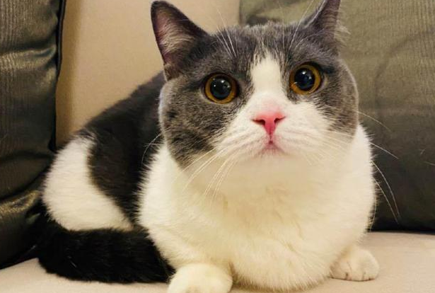猫为什么那么幸福