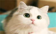 脾气最好最粘人的猫咪品种