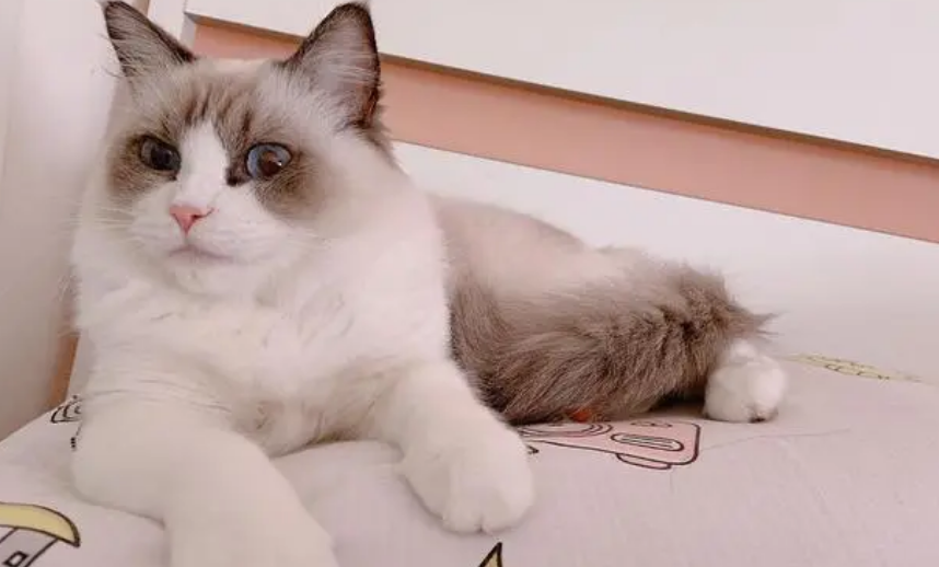 猫咪接受新家的表现