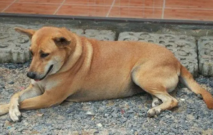 田园犬怎么养？饲主来看一看吧