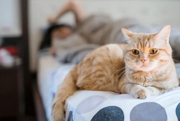 为什么不建议家里养猫