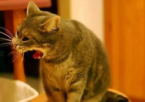 猫咪突然呕吐是为什么啊