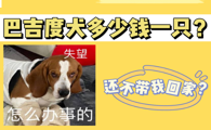 巴吉度犬多少钱一只?常在广告里出现的小狗