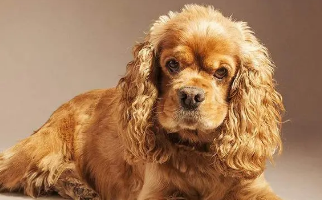 英国可卡犬怎么训练进笼?怎么才能让它听话? 英国可卡犬怎么训练进笼?怎么才能让它听话?