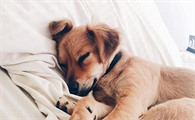 狗狗晚上不睡觉可以吃安眠药嘛