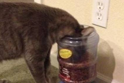 铲屎官永远搞不懂猫咪的脑袋里在想什么，猫咪：哼！鱼唇的人类 