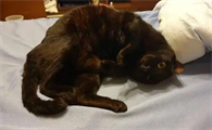 猫咪羊水为什么是黑色的怎么回事