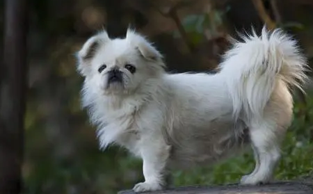 北京犬怎么训练?此文帮你解答 北京犬怎么训练?此文帮你解答
