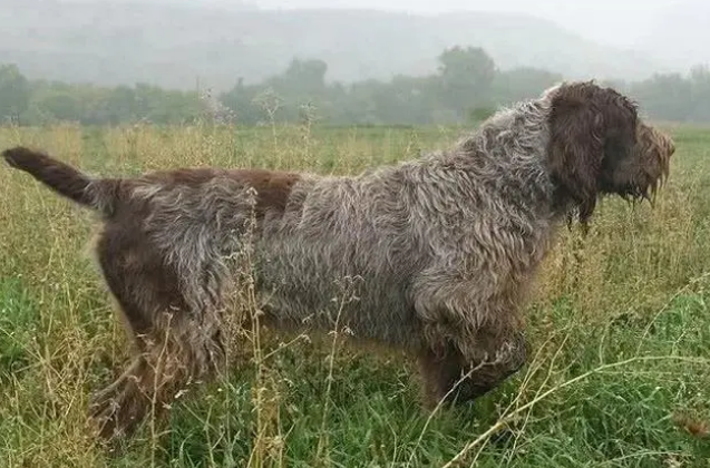 一文告诉你，史毕诺犬身上有红疙瘩怎么办？