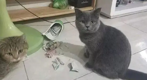 猫咪会成为坏猫是什么原因 猫咪会成为坏猫是什么原因