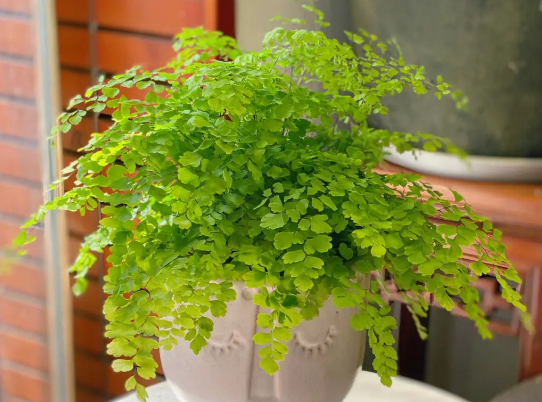 铁线蕨好养活吗