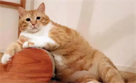 适合学生养的宠物猫
