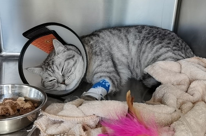 猫咪尿闭一直不好怎么办 猫咪尿闭一直不好怎么办