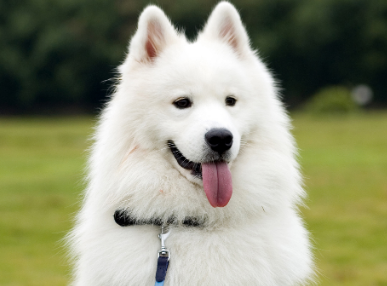 萨摩耶犬泪痕怎么办？看这里~