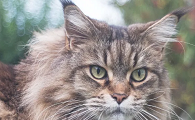 这是我见过世界上最大的猫