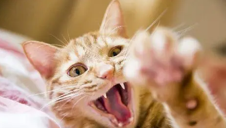 被猫抓伤得狂犬病的概率是多少 被猫抓伤得狂犬病的概率是多少