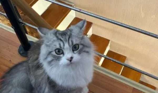 猫咪为什么总要跑楼上去