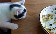 土猫吃剩饭？其实也是不可以的