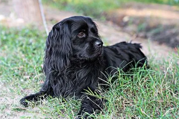 美国水猎犬产前征兆有哪些?不清楚的来看看吧 美国水猎犬产前征兆有哪些?不清楚的来看看吧