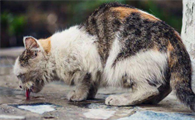 把猫丢掉会不会运气不好