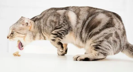 猫咪倒地呕吐是因为什么引起的 猫咪倒地呕吐是因为什么引起的