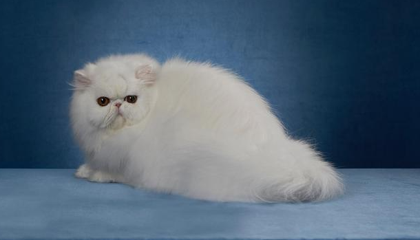 给波斯猫洗澡需要注意什么?这篇文章可以告诉你 给波斯猫洗澡需要注意什么?这篇文章可以告诉你