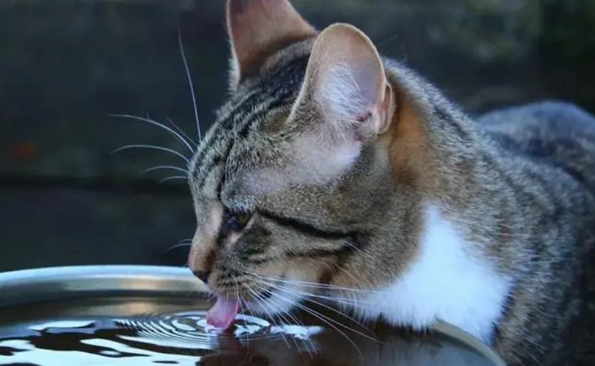 猫咪老是要喝水是为什么