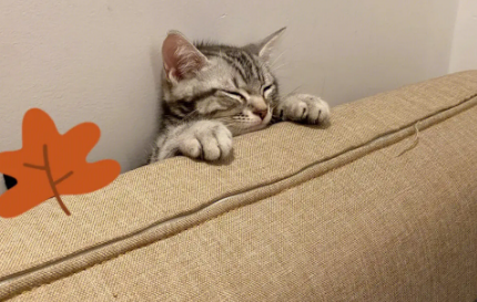 猫咪为什么喜欢在沙发缝里睡觉