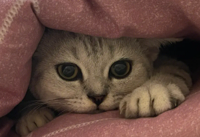 猫咪为什么会钻进被子里睡觉 猫咪为什么会钻进被子里睡觉