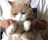 猫咪跳海草舞翻车!主人怒摔手机,笑翻~ 猫咪跳海草舞翻车!主人怒摔手机,笑翻~