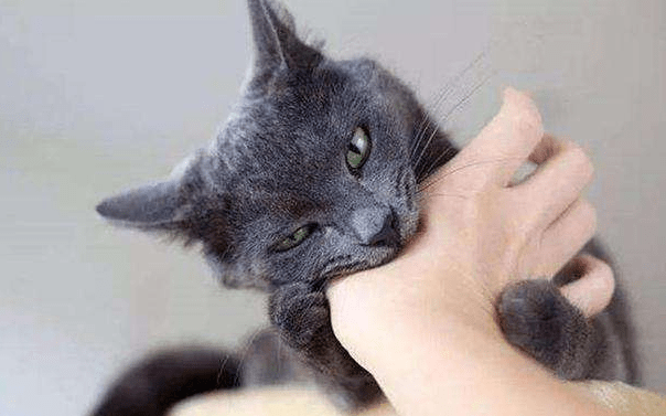 猫咪为什么有时候会挠人咬人呢