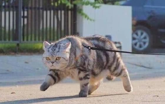 猫咪横着走路是什么情况 猫咪横着走路是什么情况