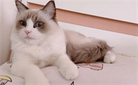 猫咪接受新家的表现