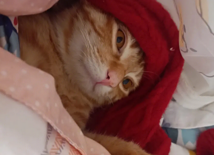 猫为什么总往被子里钻