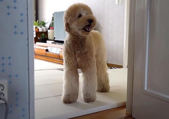 巨贵犬如何挑选？一起来看看吧