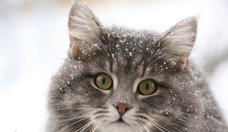 怎么治疗西伯利亚猫的跳蚤性皮炎？好奇就来了解~