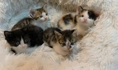 两只猫外驱需要隔离吗