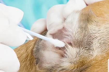 宠耳净滴耳液带你轻松解决猫犬细菌性中耳炎 宠耳净滴耳液带你轻松解决猫犬细菌性中耳炎