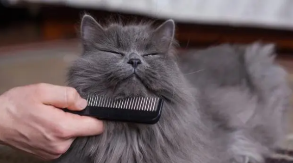 猫咪不长绒毛是为什么