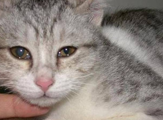 猫咪白内障是什么原因