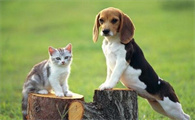 猫跟狗能不能用一个碗